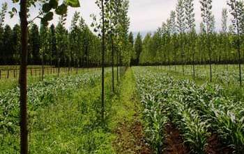 Servicios de Agroforestal y Cinegetica, s.l.