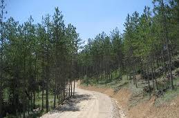 Servicios de Agroforestal y Cinegética, s.l.