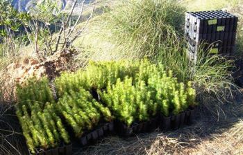 Servicios de Agroforestal y Cinegética
